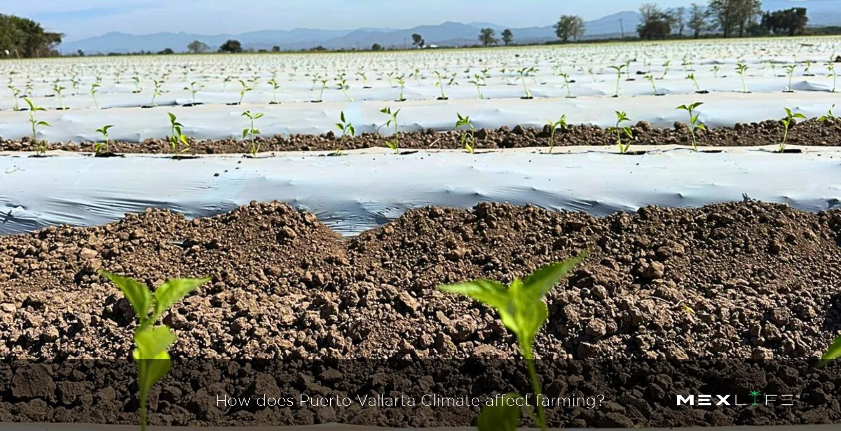 Puerto Vallarta Climate affect farming