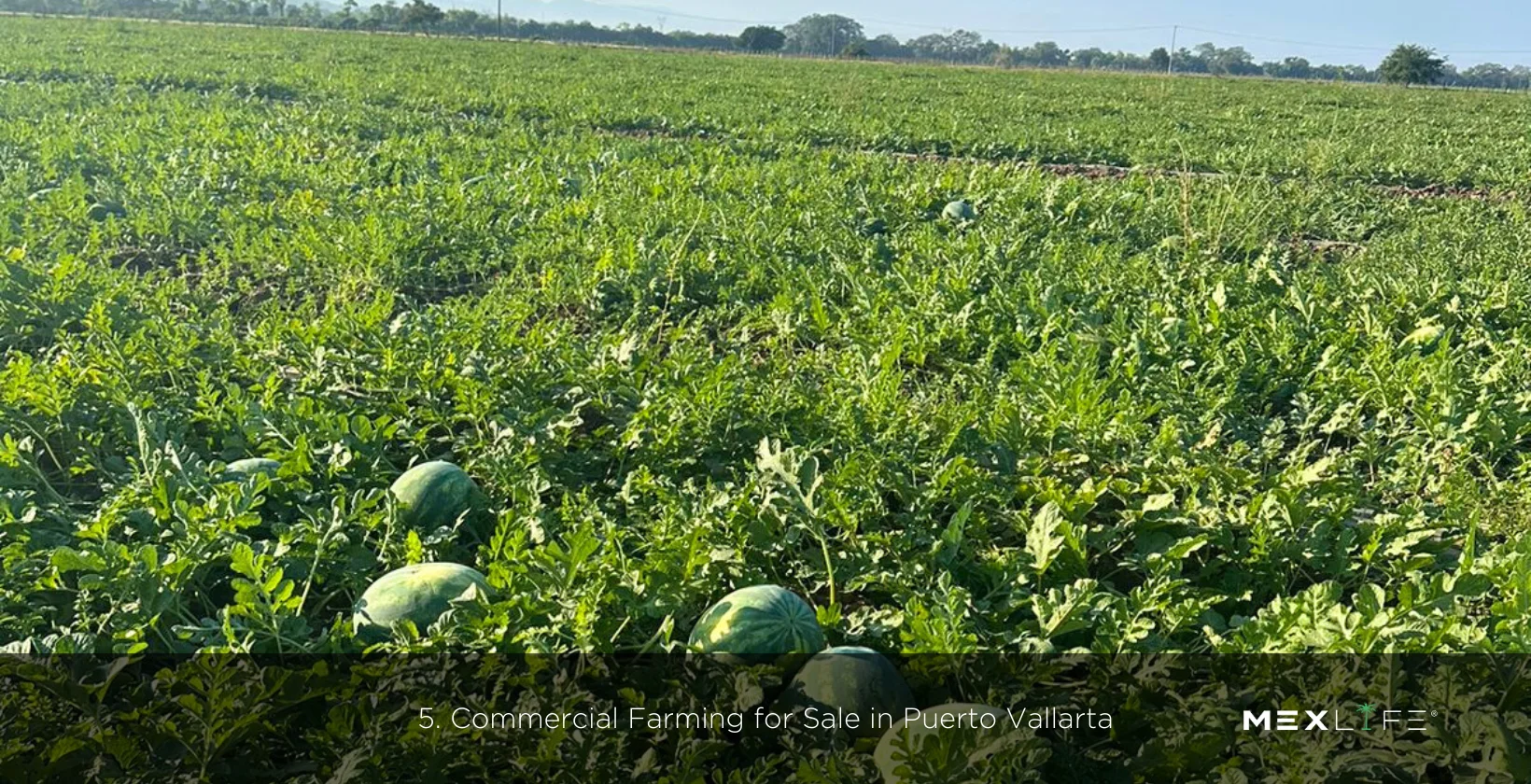 Puerto Vallarta Commercial Farming for Sale