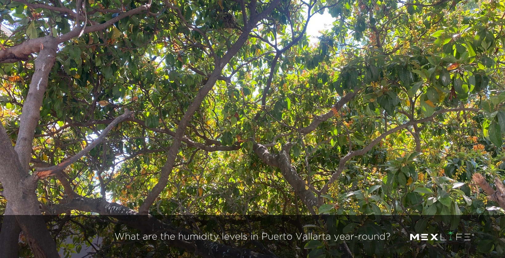 Puerto Vallarta Humidity